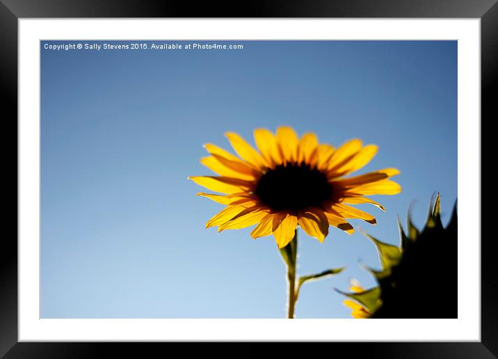  Provence Sunflower Framed Mounted Print by Sally Stevens