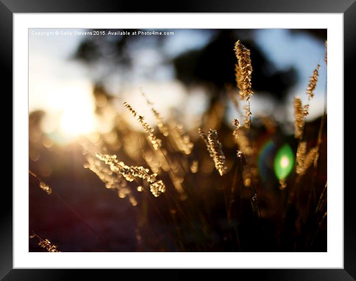 Grass in Gold Framed Mounted Print by Sally Stevens