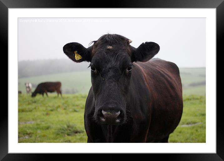  Morning Cow Framed Mounted Print by Sally Stevens