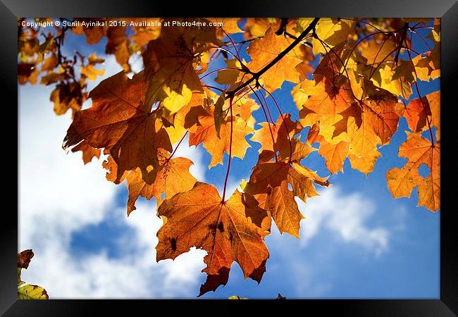  Fall Leaves Framed Print by Sunil Ayinikal