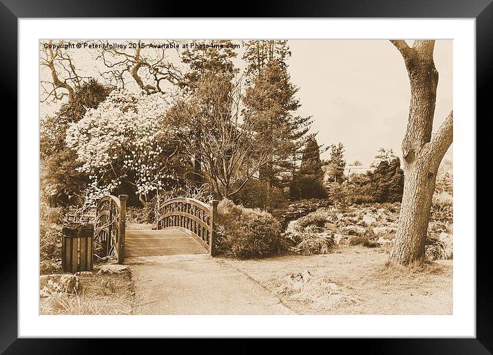  Swansea Botanical Gardens Framed Mounted Print by Peter McIlroy