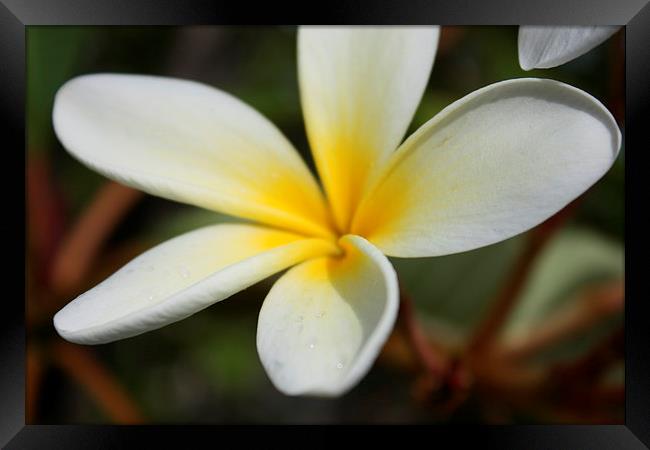 Yellow Hawaii sweet plumeria flower Framed Print by Terrance Lum