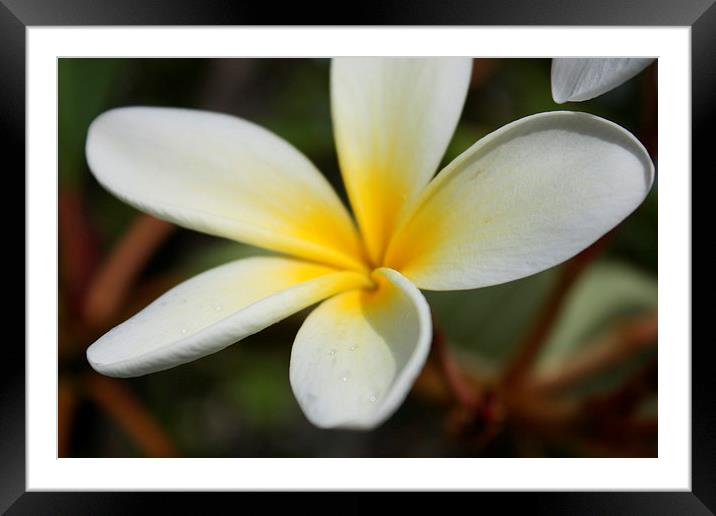 Yellow Hawaii sweet plumeria flower Framed Mounted Print by Terrance Lum