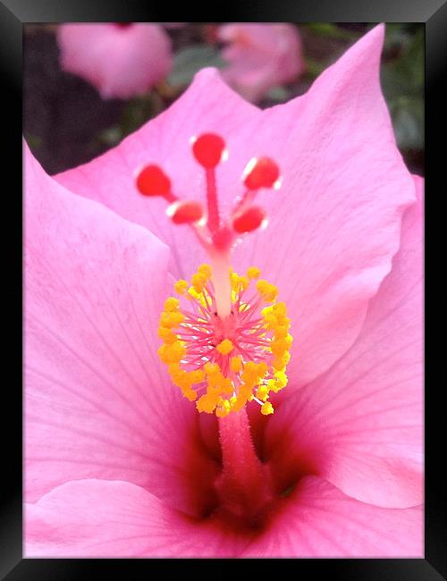  Pink Hawaiian Hibiscus Rising Framed Print by Terrance Lum