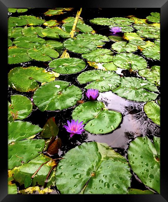  Peaceful Zen garden with floating purple lotus am Framed Print by Terrance Lum