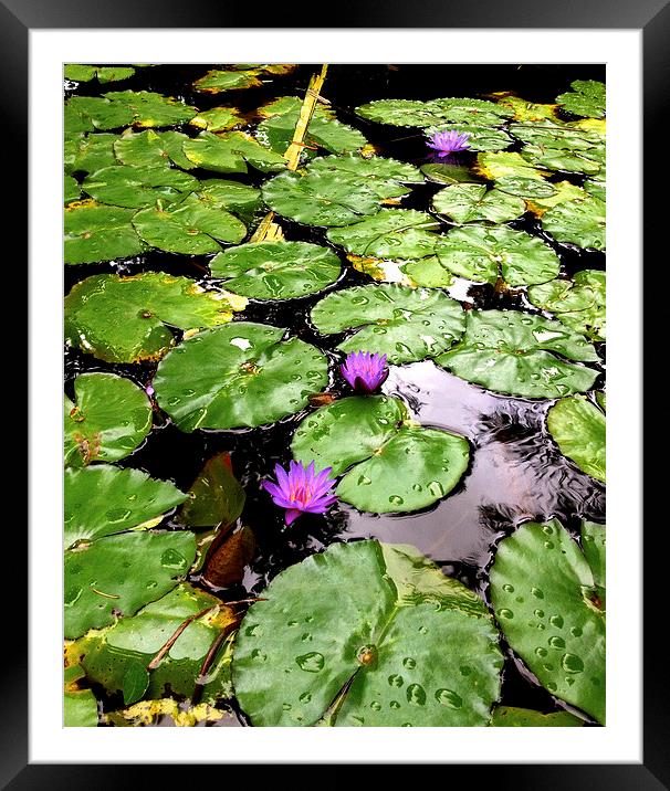  Peaceful Zen garden with floating purple lotus am Framed Mounted Print by Terrance Lum