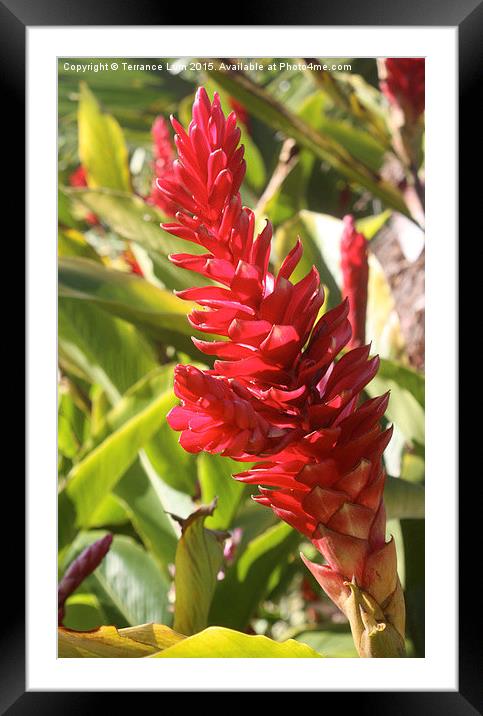  Vibrant Tropical Torch Ginger on Fire Framed Mounted Print by Terrance Lum