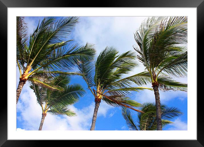  Cool Waving Palm Tree Paradise Framed Mounted Print by Terrance Lum