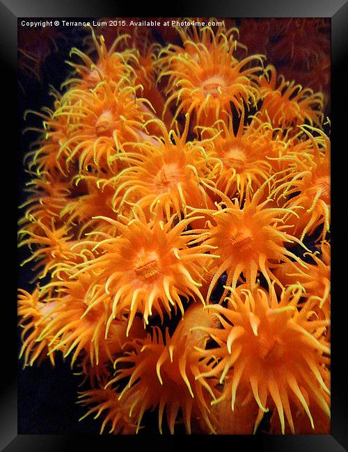 Orange Sea Anemone from Pacific Ocean Framed Print by Terrance Lum