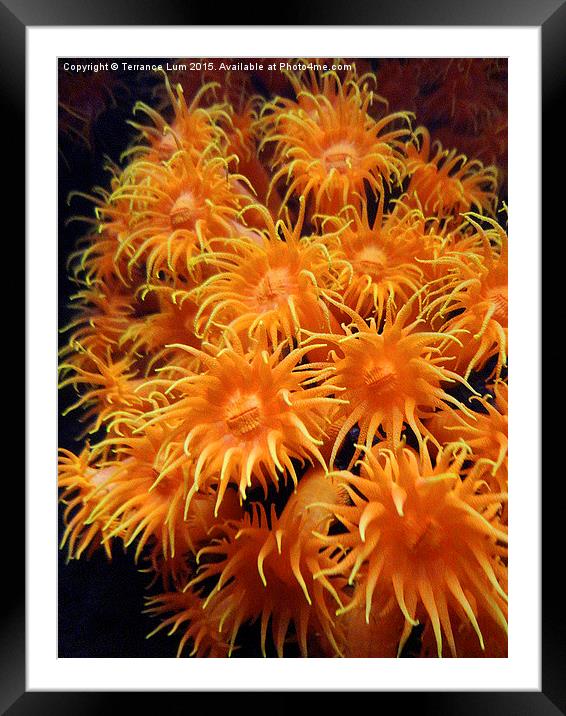 Orange Sea Anemone from Pacific Ocean Framed Mounted Print by Terrance Lum