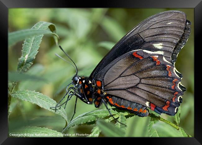 Zebra Longwing butterfly. Framed Print by Eyal Nahmias