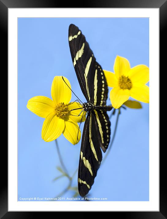 A zebra longwing butterfly, Heliconius charitonius Framed Mounted Print by Eyal Nahmias