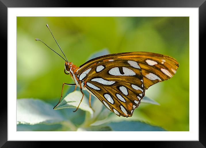 Agraulis Vanillae, Gulf Fritillary Butterfly Framed Mounted Print by Eyal Nahmias
