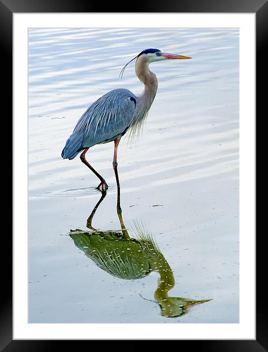 Blue Heron reflection Framed Mounted Print by Eyal Nahmias