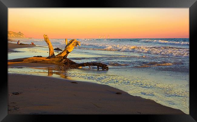 Driftwood Framed Print by Eyal Nahmias