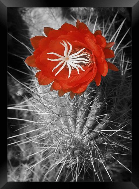 Red Cactus flower blossom Framed Print by Eyal Nahmias