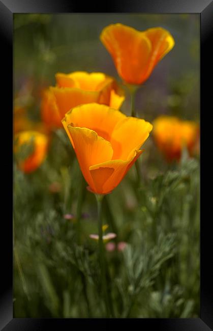 California Poppy, (Eschscholzia californica) Framed Print by Eyal Nahmias