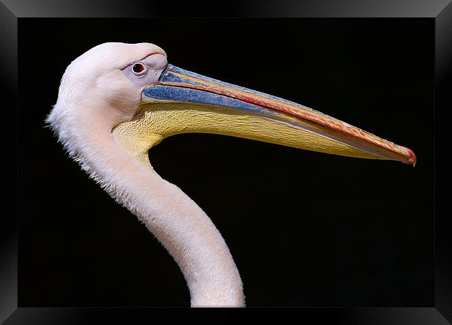 Pink Pelican Framed Print by Eyal Nahmias