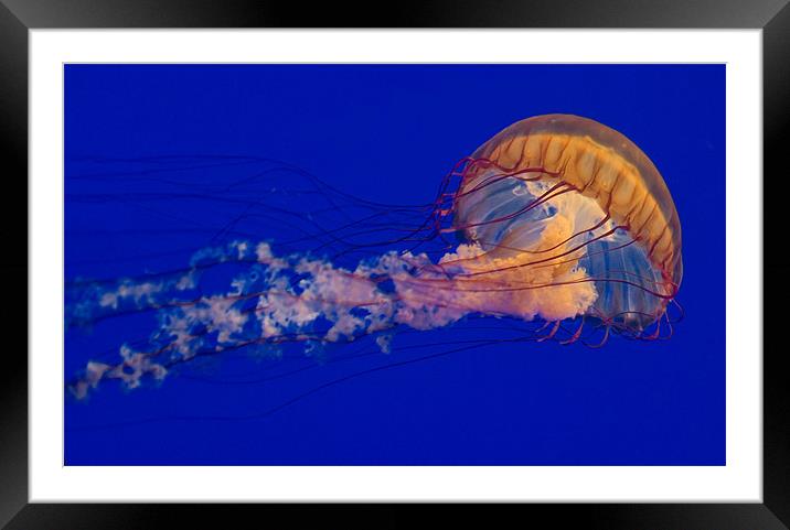 Purple Striped Jellyfish (Chrysaora fuscescens) Framed Mounted Print by Eyal Nahmias