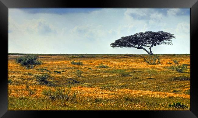 Lone Acacia Tree Framed Print by Eyal Nahmias
