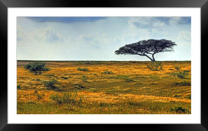 Lone Acacia Tree Framed Mounted Print by Eyal Nahmias