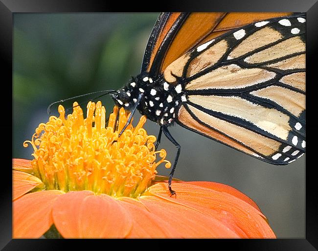 Monarch Butterfly Framed Print by Eyal Nahmias