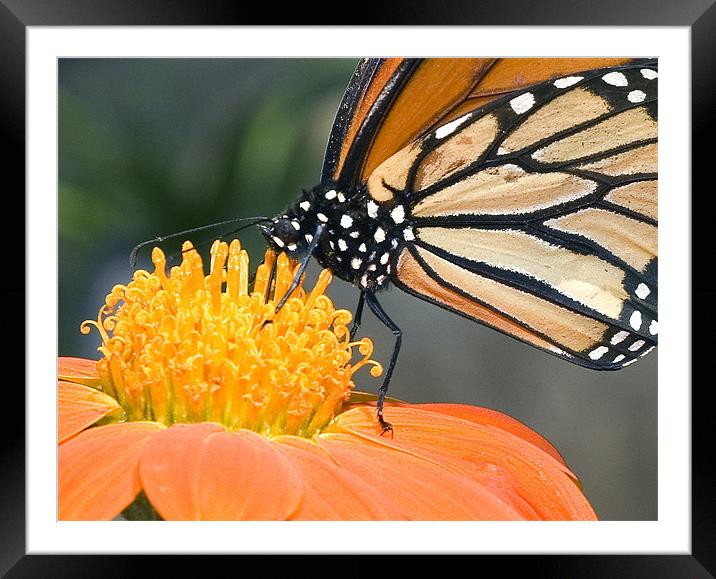 Monarch Butterfly Framed Mounted Print by Eyal Nahmias