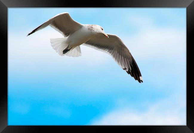 Birds eye view Framed Print by Eyal Nahmias