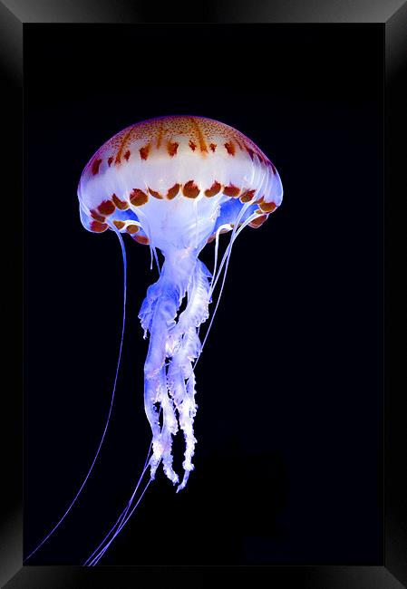 Purple Striped Jellyfish (Chrysaora colorata) Framed Print by Eyal Nahmias