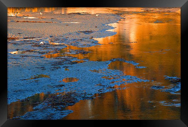 Goleta Slough Framed Print by Eyal Nahmias