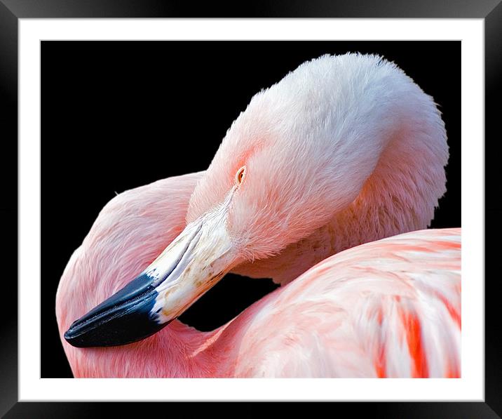 Flamingo twist Framed Mounted Print by Eyal Nahmias