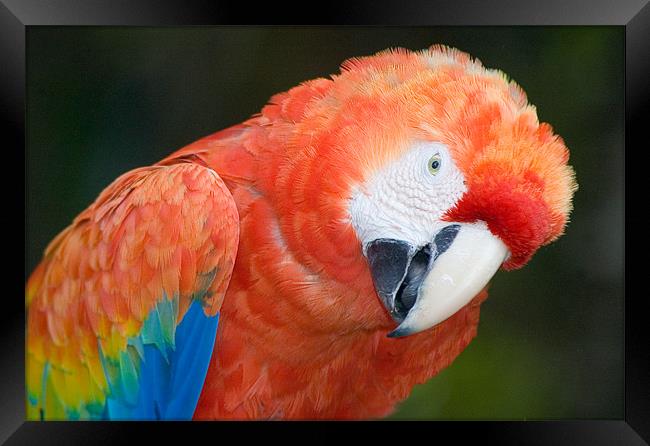 Scarlet Macaw, Ara macao Framed Print by Eyal Nahmias
