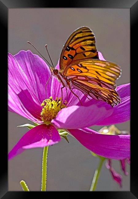 Gulf Fritillary Butterfly. Agraulis Vanillae Framed Print by Eyal Nahmias