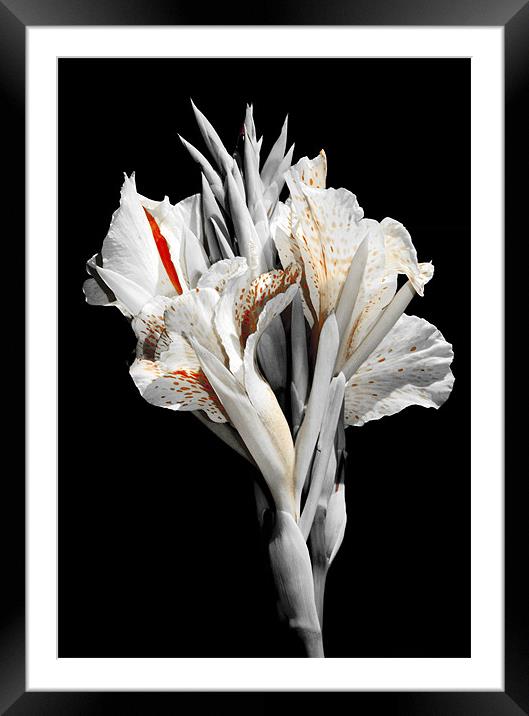 Canna Lily with red stripes and dots , in bloom. I Framed Mounted Print by Eyal Nahmias
