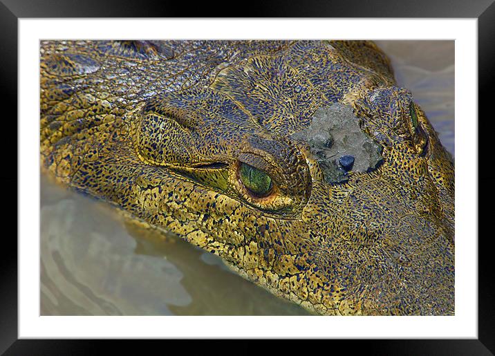 Crocodile. Palo Verde National Park, Guanacaste, C Framed Mounted Print by Eyal Nahmias
