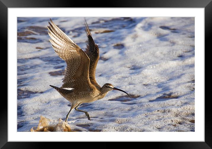 Taking off Framed Mounted Print by Eyal Nahmias