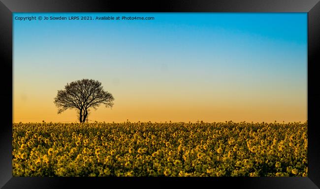 Rapeseed Field at Sunset Framed Print by Jo Sowden