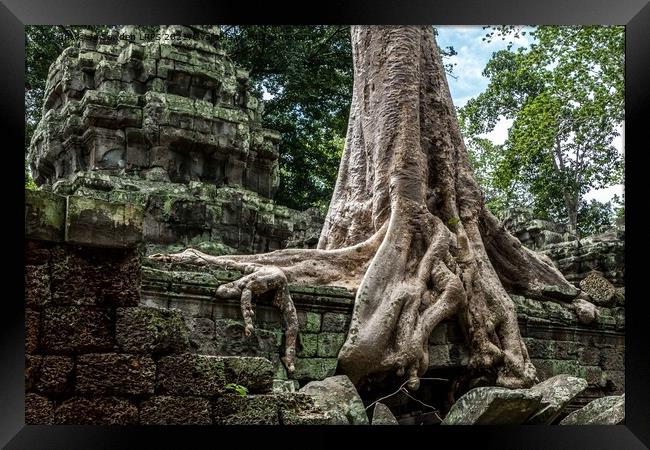 Tree detail, Ta Promh Temple Cambodia Framed Print by Jo Sowden