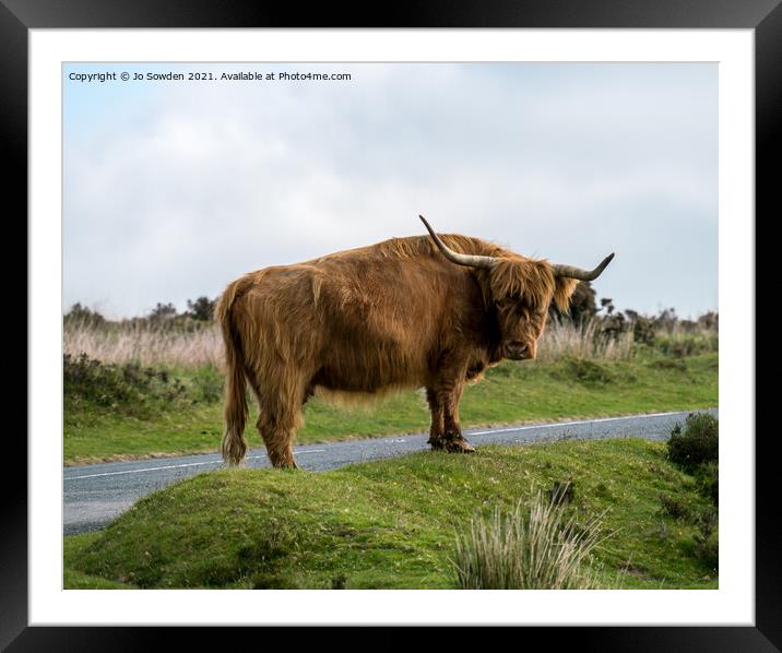 Highland Cow, Dartmoor Framed Mounted Print by Jo Sowden