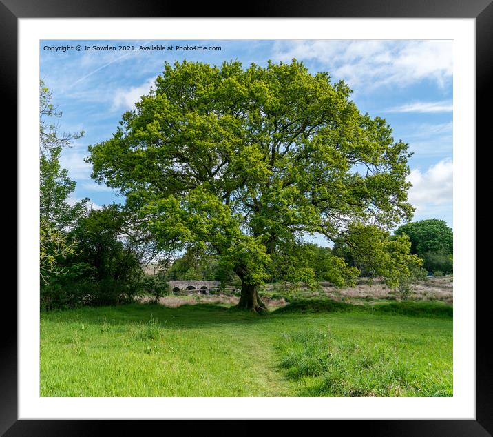 Giant tree, Dartmoor Framed Mounted Print by Jo Sowden