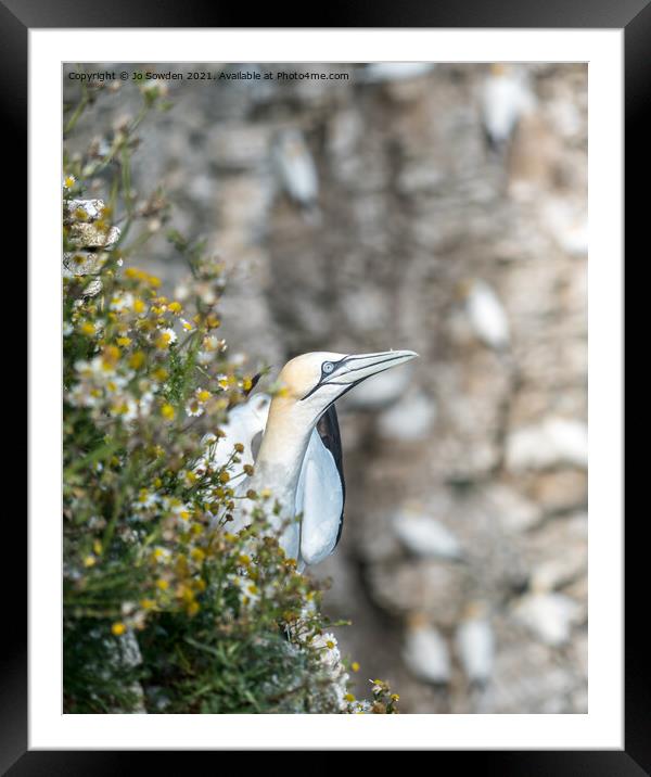 Gannet Framed Mounted Print by Jo Sowden