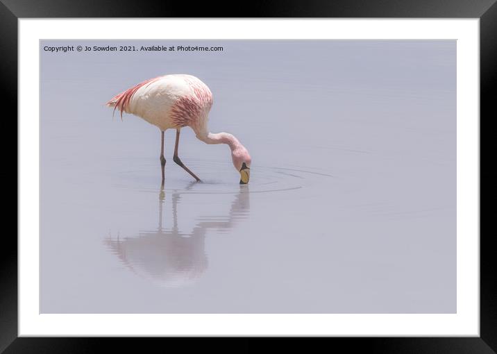 Flamingo Framed Mounted Print by Jo Sowden