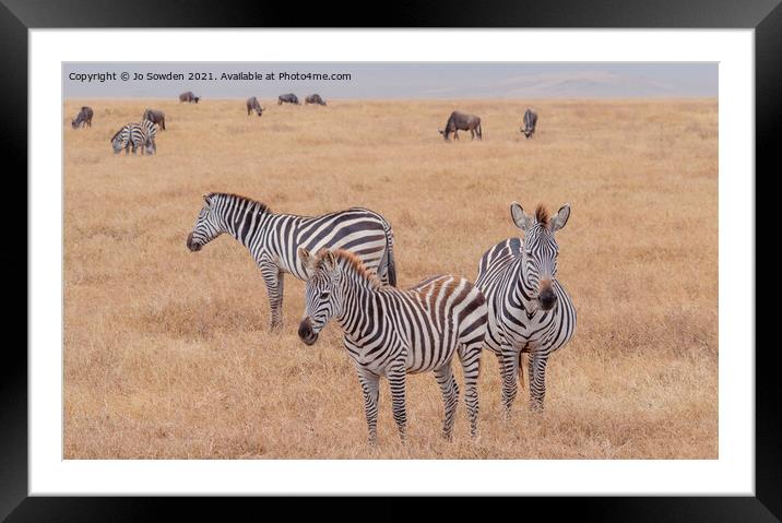 Three Zebras standing in the Serengeti Framed Mounted Print by Jo Sowden
