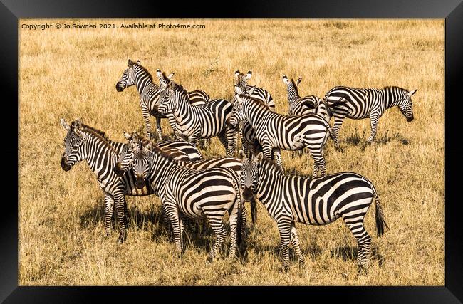 Zebras in the Serengeti Framed Print by Jo Sowden