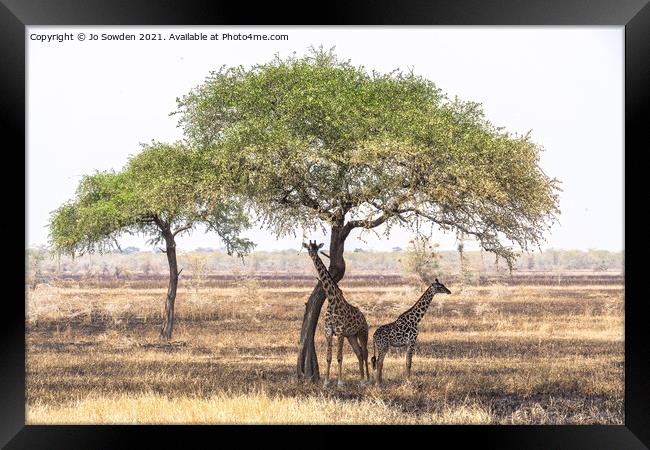 Giraffes shading under a tree in the Serengeti Framed Print by Jo Sowden
