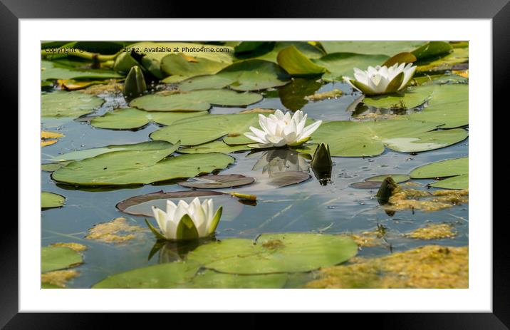 3 water lilies Framed Mounted Print by Jo Sowden