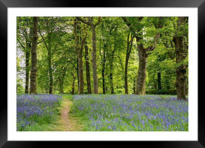 Bluebells Framed Mounted Print by Jo Sowden