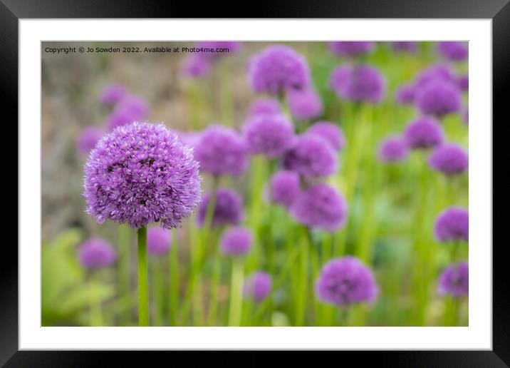 Purple Allium flowers Framed Mounted Print by Jo Sowden