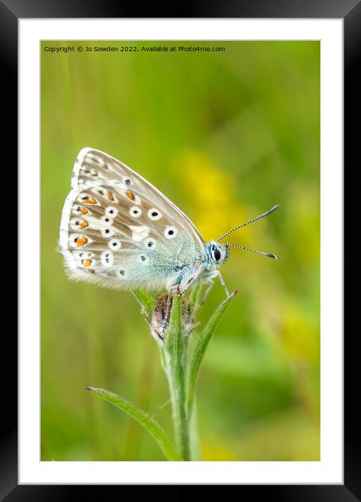 Common Blue Butterfly Framed Mounted Print by Jo Sowden