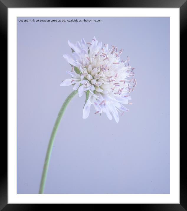 Scabious Framed Mounted Print by Jo Sowden